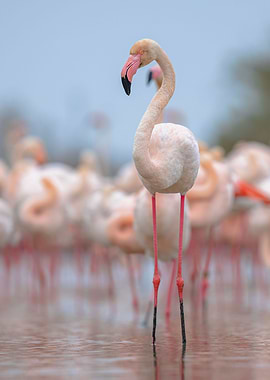 Flamingo