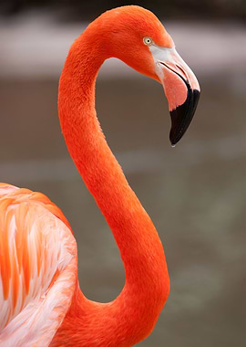 Graceful Guardians of Wetl