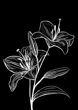 Lily White on Black