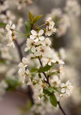 Cherry flowers