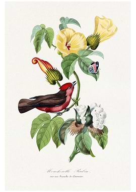 Vermilion Flycatcher