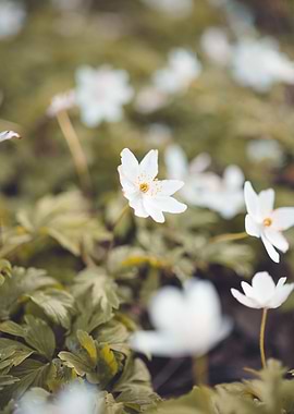 Spring flowers in a meadow