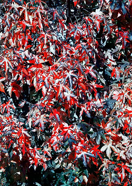 autumn leaf in the park