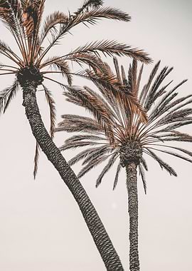 Tropical Tranquility