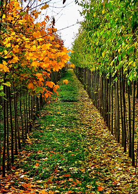 autumn tree in a row