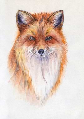 Red fox portrait
