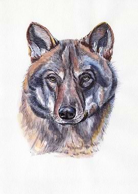 Wolf portrait
