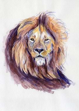 Lion portrait