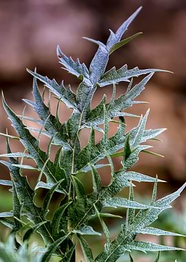 cynara scolymus plant in t