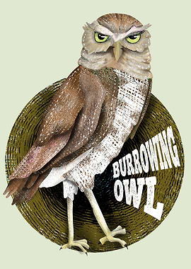 Burrowing Owl