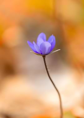 Purple hepatica flowers