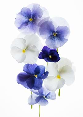 backlit pansy petals