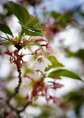 Cherry blossom