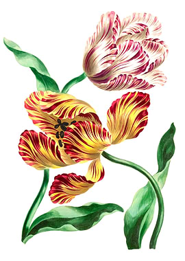 Various Tulips