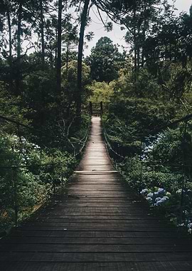 Stream Through the Woods
