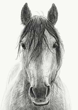 Horse Art Pencil Drawing