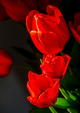 Red tulips on black