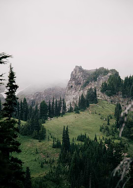 Pacific Northwest Greens