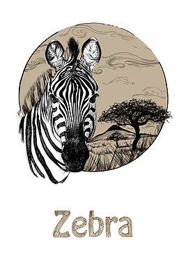 Zebra