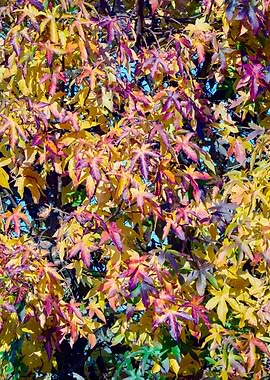 autumn leaf in the park