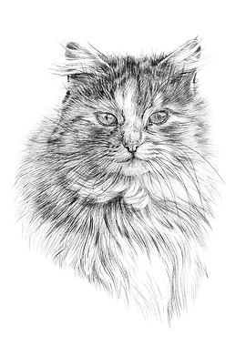 Cat portrait