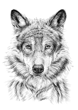 Wolf portrait