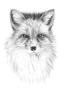 Red fox portrait