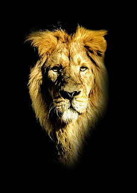 Lion portrait