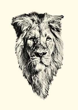 Lion portrait