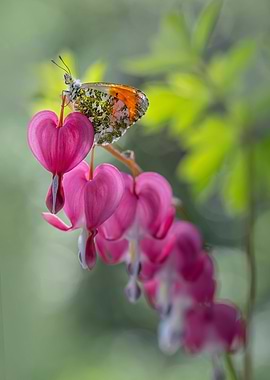 Pink heart shaped flowers