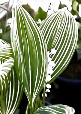 lily of the valley in bloo