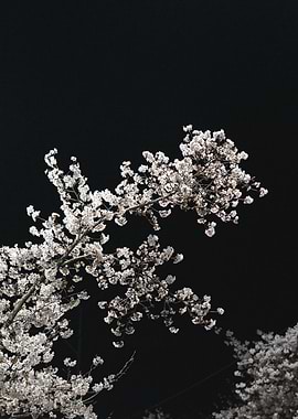 Cherry Blossoms at Night
