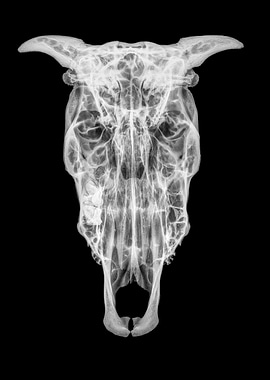 skull of a cow x ray