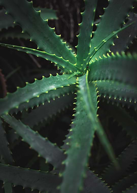 Green Plant on Madeira