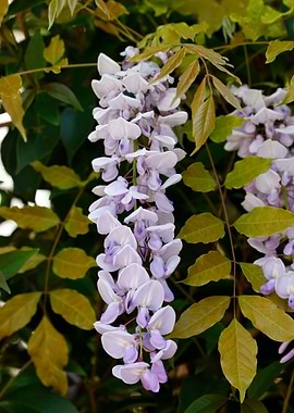 wisteria flower in bloom