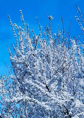 white flower on the tree