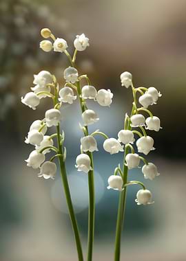 Lily of the valley
