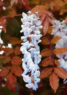 wisteria flower in bloom