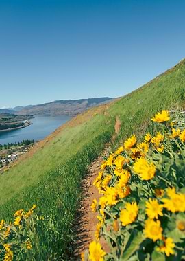 Yellow Wildflower Hike