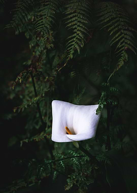 White flower