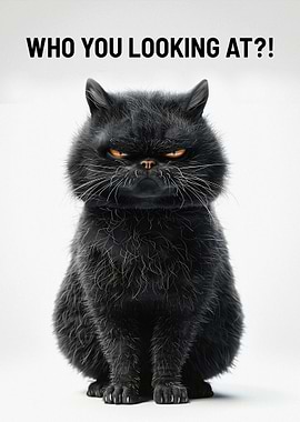 Cat Who You Looking At