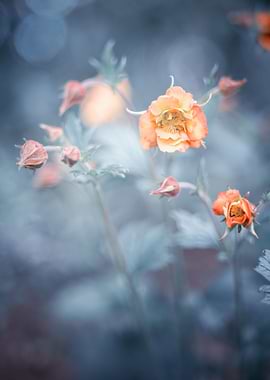 Orange flowers in garden