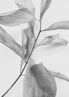 Leaves Black and White