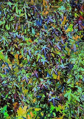 autumn leaf in the park