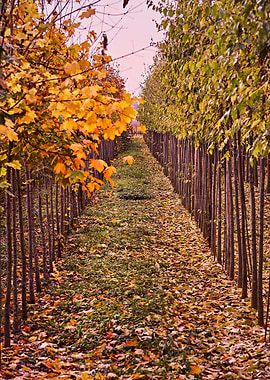 autumn tree in a row