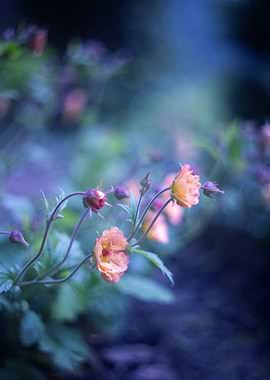 Orange flowers in garden