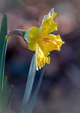 daffodils bloom in spring