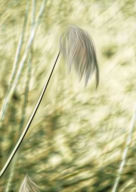 wildflower in the mountain
