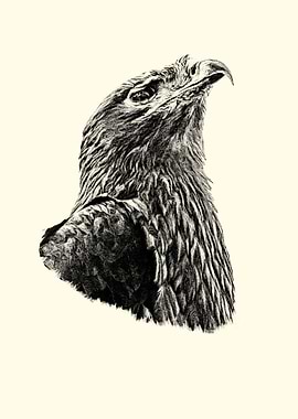 Steppe eagle portrait