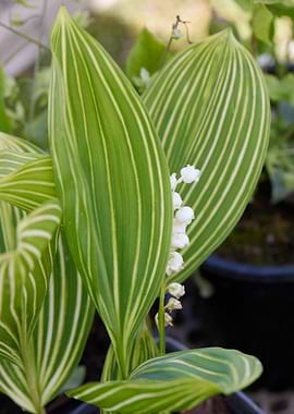 lily of the valley in bloo
